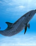 Bahamas, Grand Bahama Bank, Atlantic spotted dolphin (Stenella frontalis) underwater