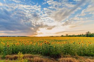 sunflower-field-summer_full_width